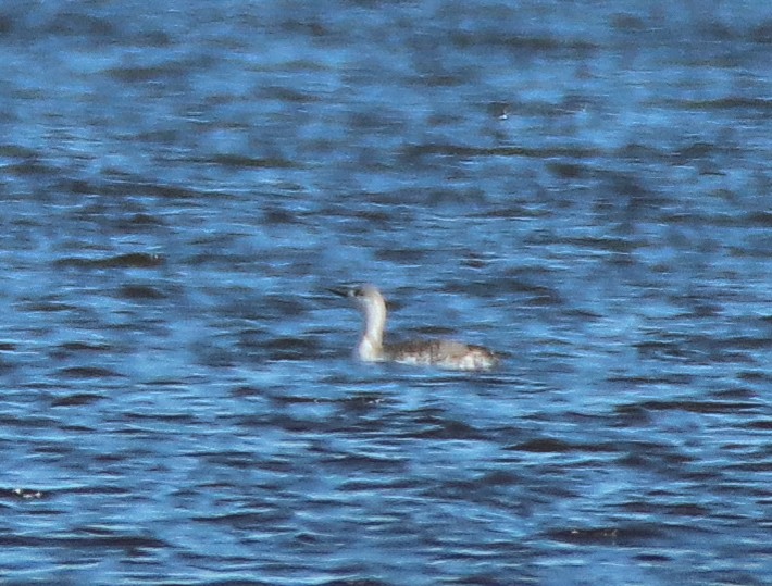 Red-throated Loon - ML560837921