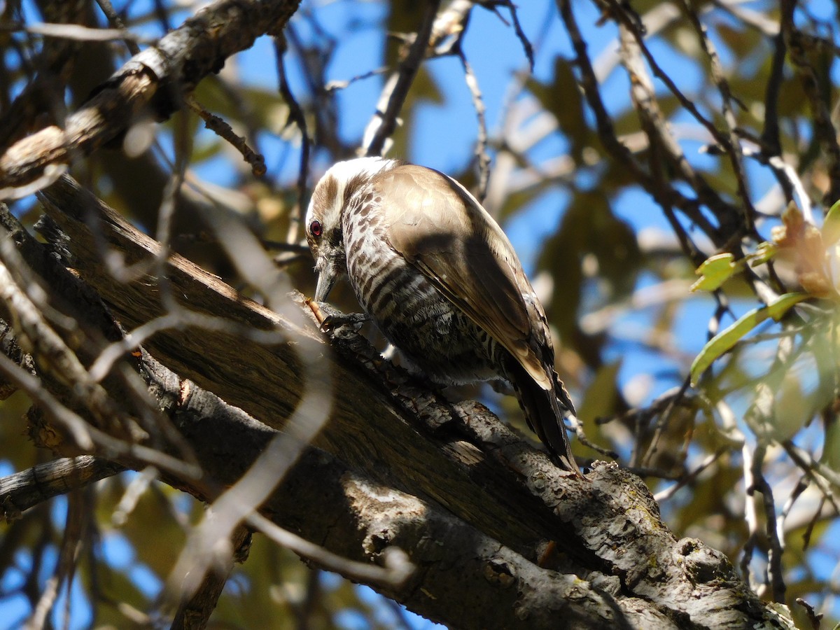 Acorn Woodpecker - ML560837971