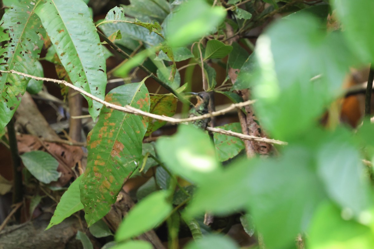Черногорлый колибри-отшельник - ML560838291
