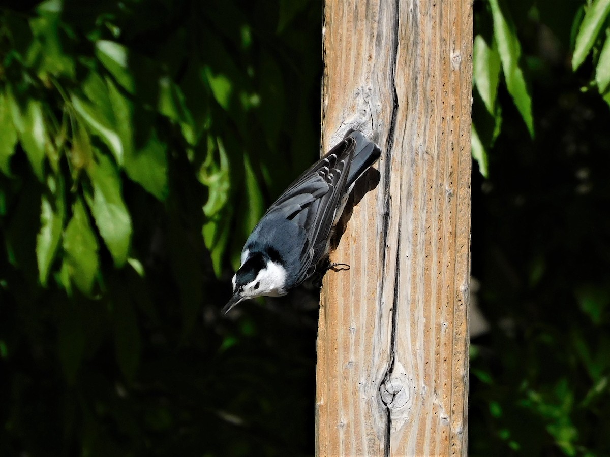 White-breasted Nuthatch - ML560840681