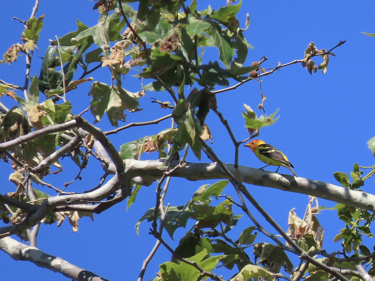 Western Tanager - ML560840911