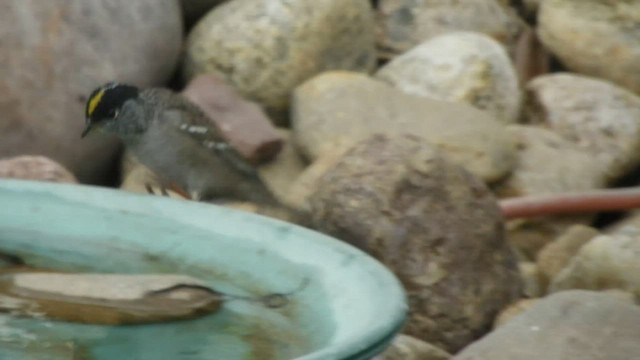 Golden-crowned Sparrow - ML560841611