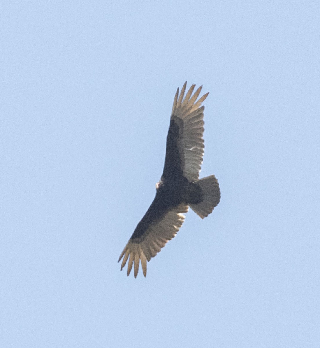 Turkey Vulture - ML560843011