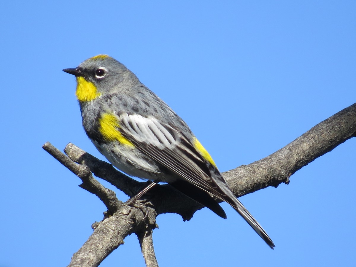 Yellow-rumped Warbler (Audubon's) - ML56084691
