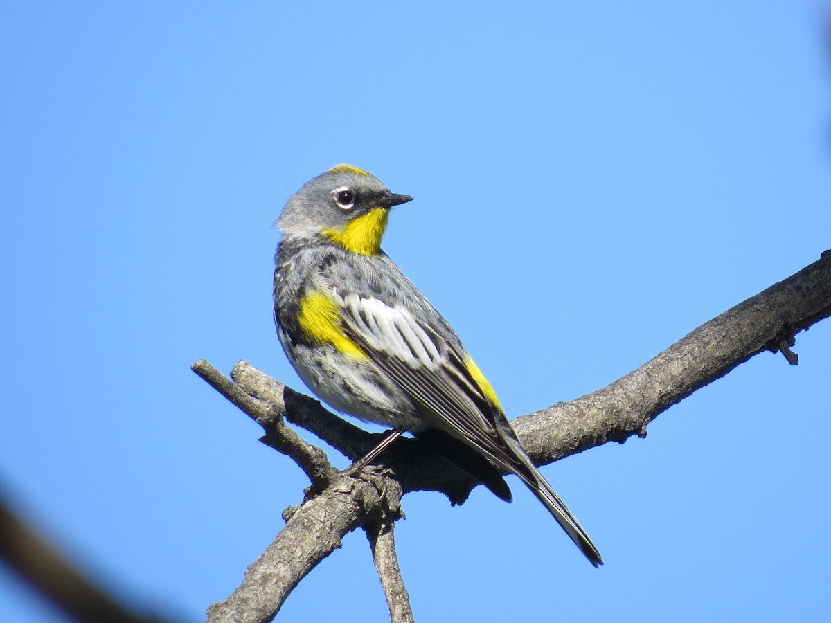 Yellow-rumped Warbler (Audubon's) - Ian Hearn