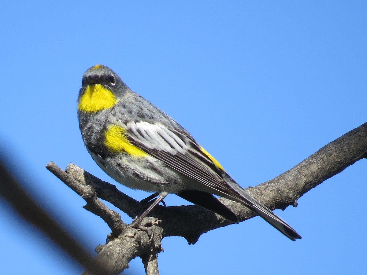 Yellow-rumped Warbler (Audubon's) - ML56084771