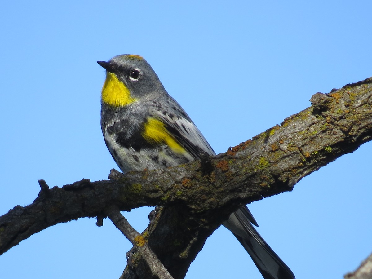 Yellow-rumped Warbler (Audubon's) - Ian Hearn