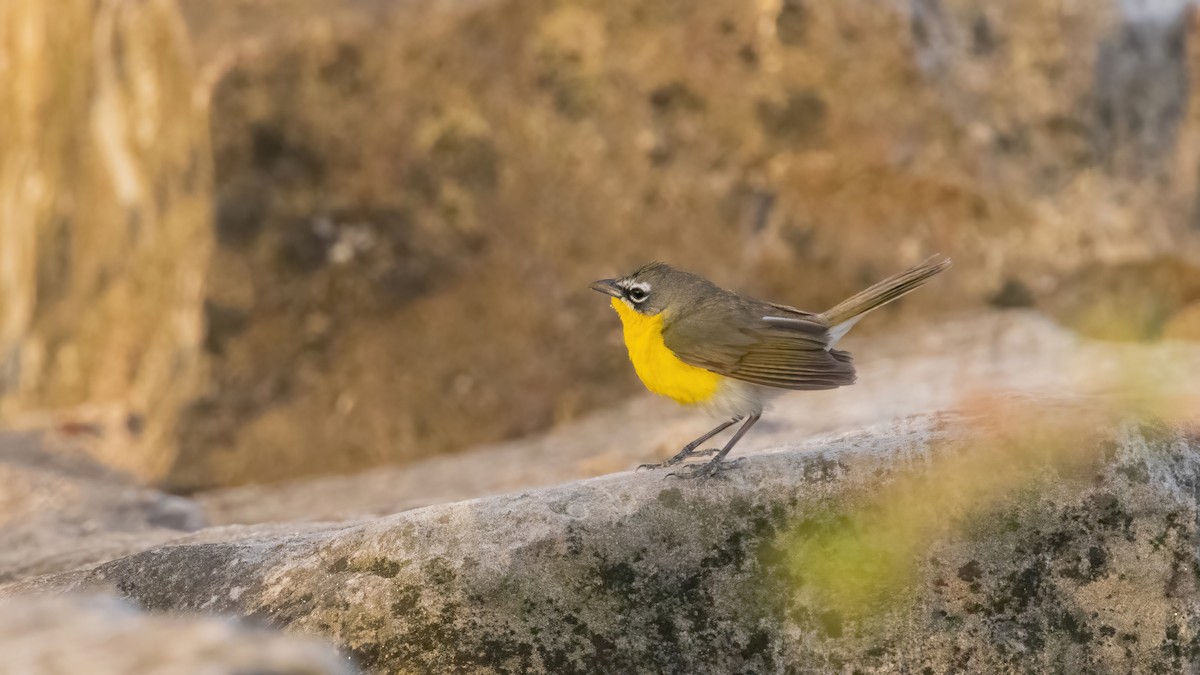 Yellow-breasted Chat - ML560858751