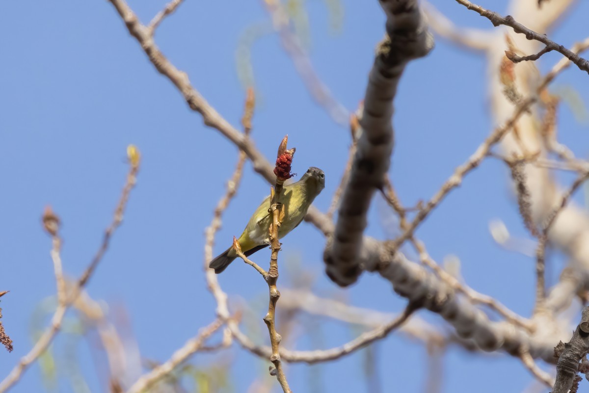 Orange-crowned Warbler (Gray-headed) - ML560859381