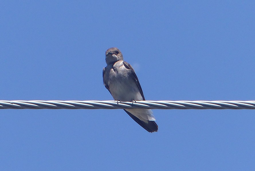 Northern Rough-winged Swallow - ML560863571