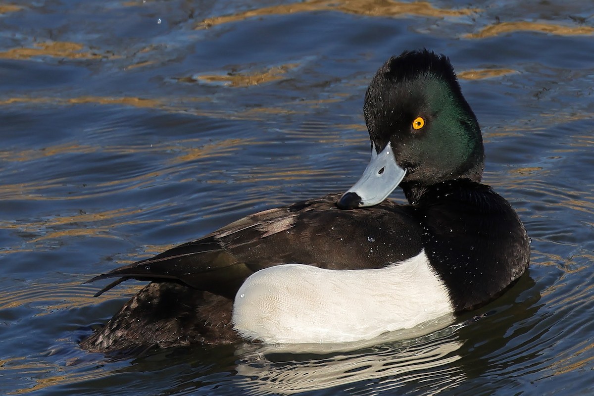 Tufted Duck - ML560864101