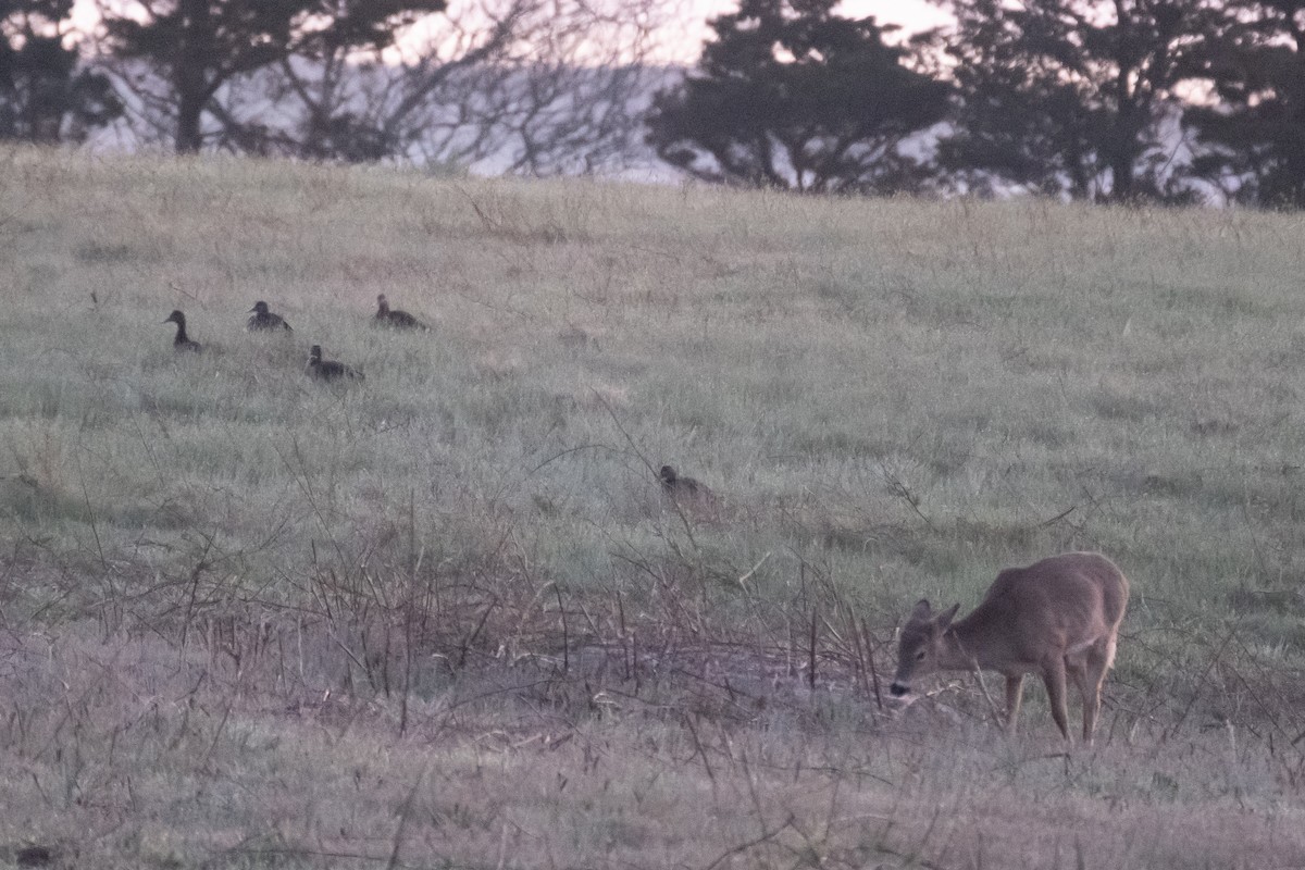Mass Audubon eBird Checklist 21 Apr 2023 Fort Hill, Eastham 57 species (+4 other taxa)