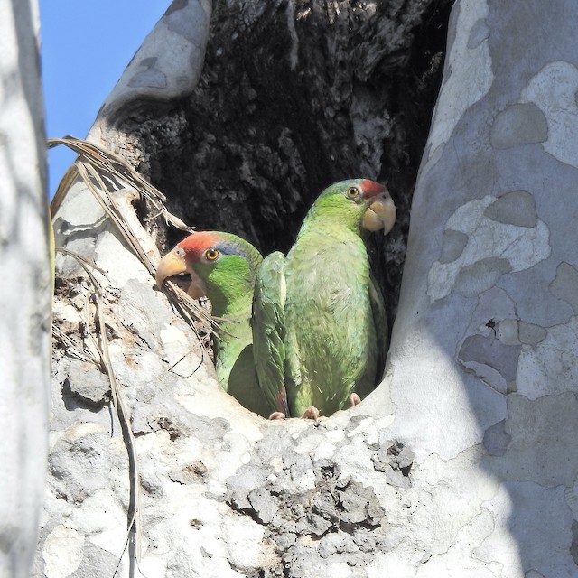 Pair at nest entrance. - Red-crowned Parrot - 