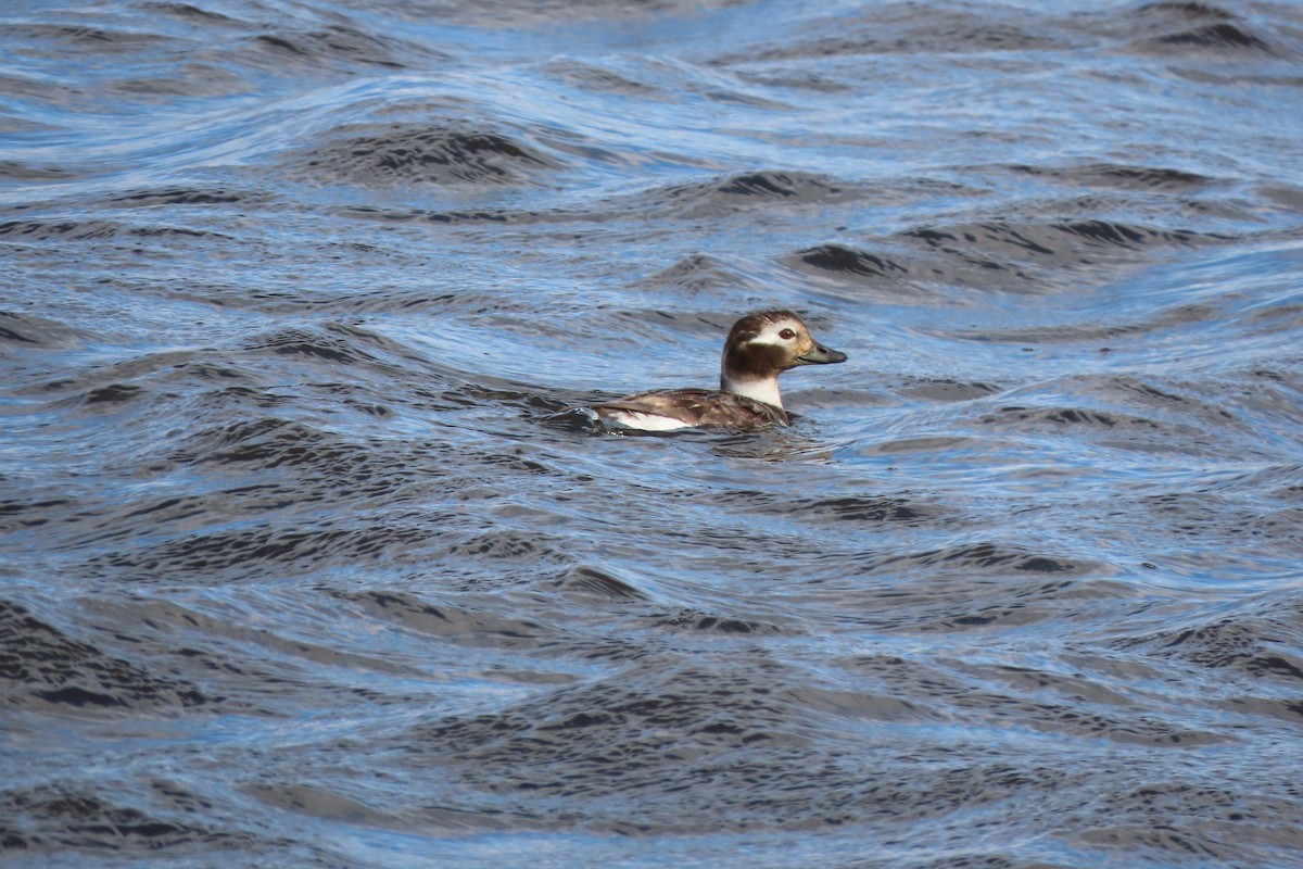 Long-tailed Duck - ML560886971