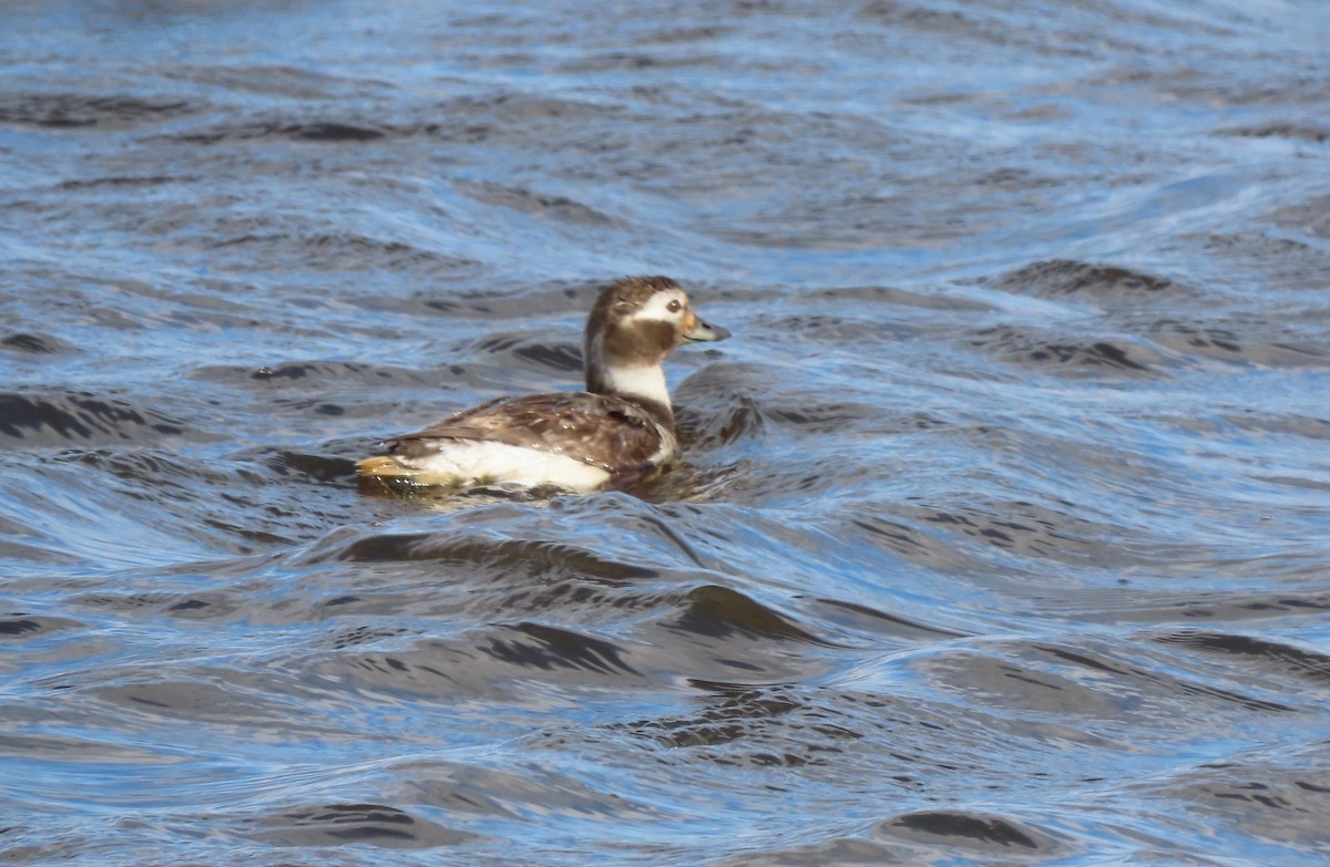 Long-tailed Duck - ML560887591