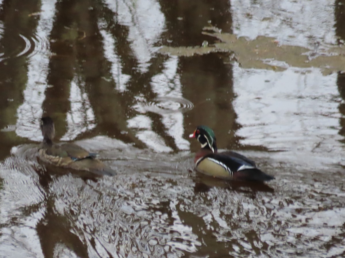 eBird Checklist 21 Apr 2023 Dawson Run Rd. 41 species