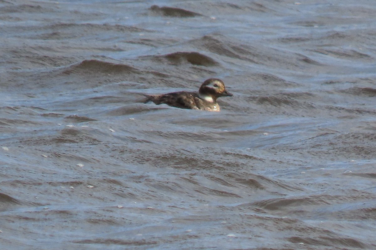 Long-tailed Duck - ML560888811