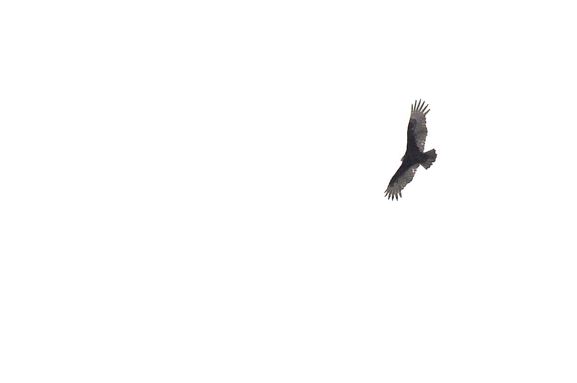 Turkey Vulture - Asher  Warkentin