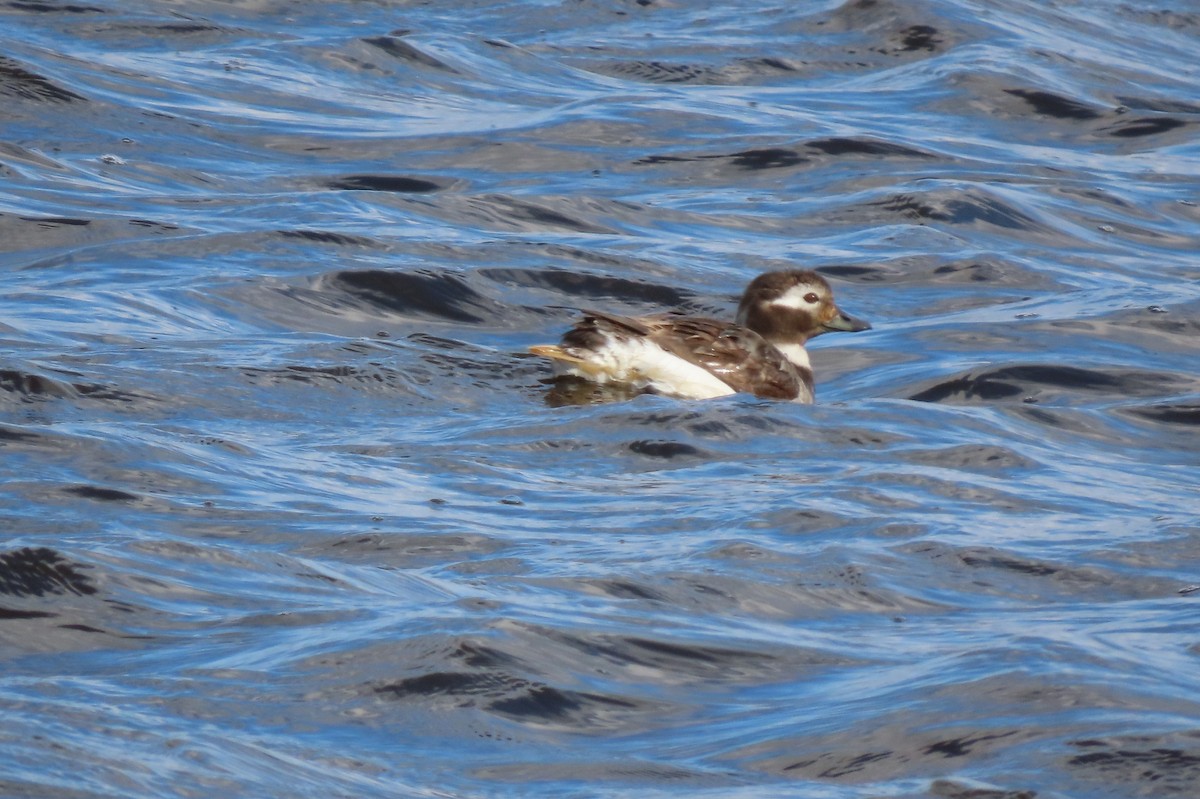 Long-tailed Duck - ML560889291