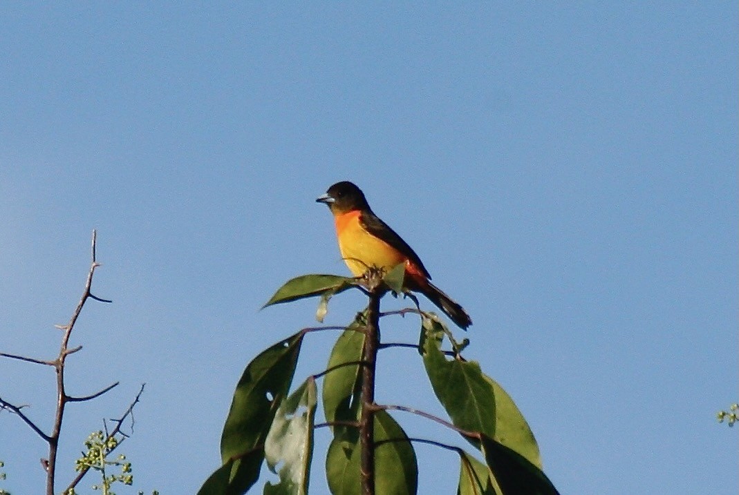 Flame-rumped Tanager - ML560901031