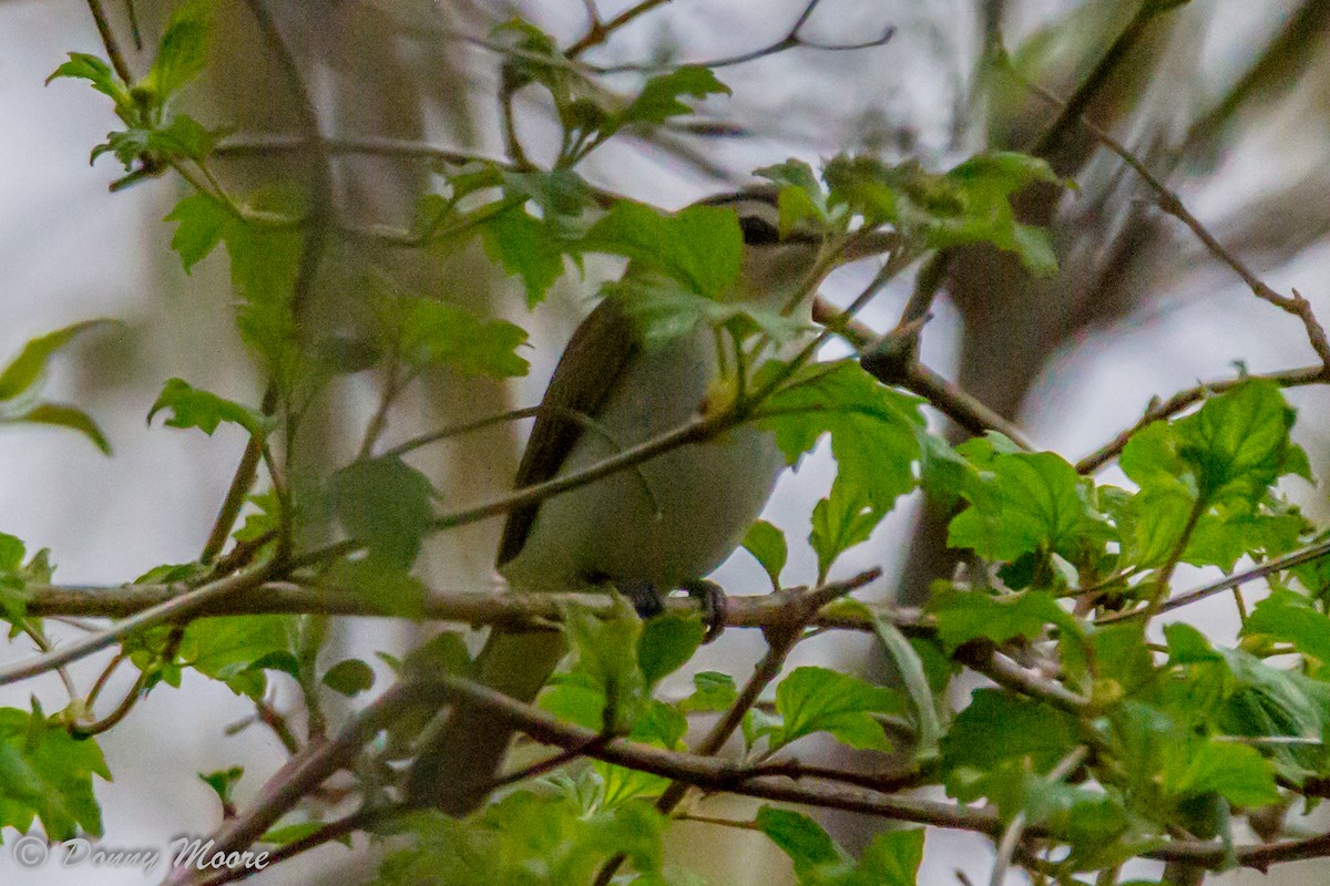 Red-eyed Vireo - Donny Moore