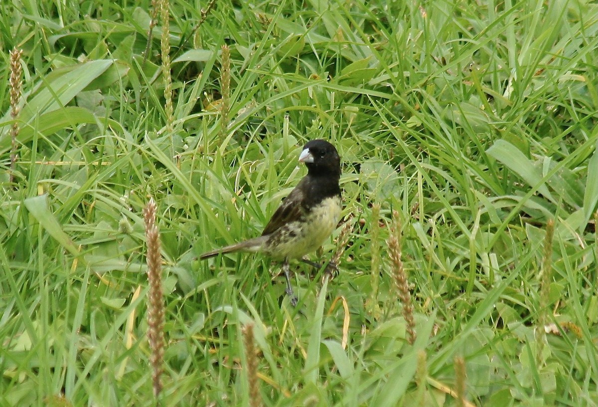 Yellow-bellied Seedeater - ML560904441