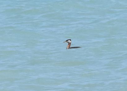 Red-necked Grebe - ML56090811
