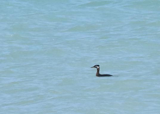 Red-necked Grebe - ML56090821