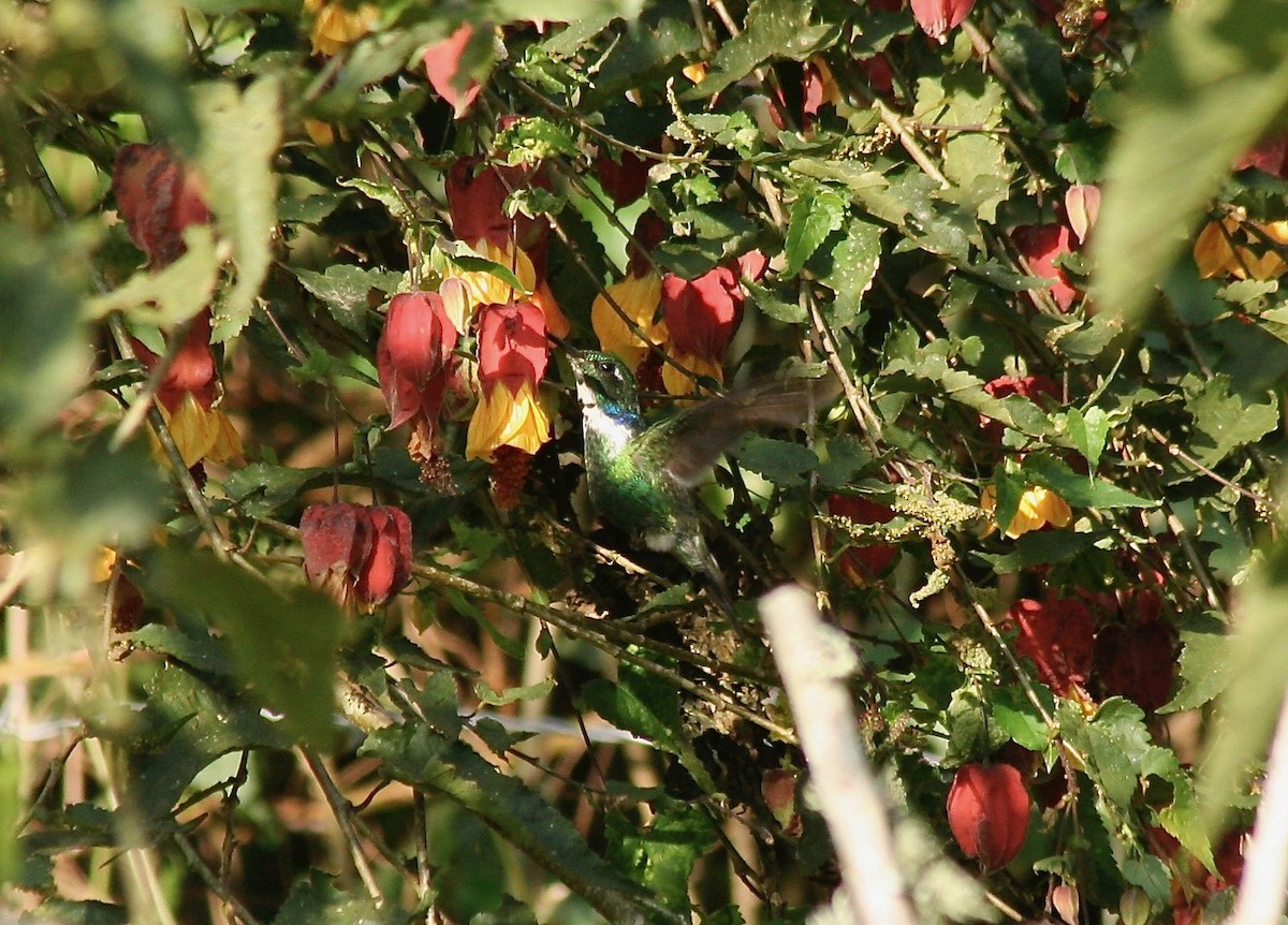 kolibřík bělohrdlý - ML560908241