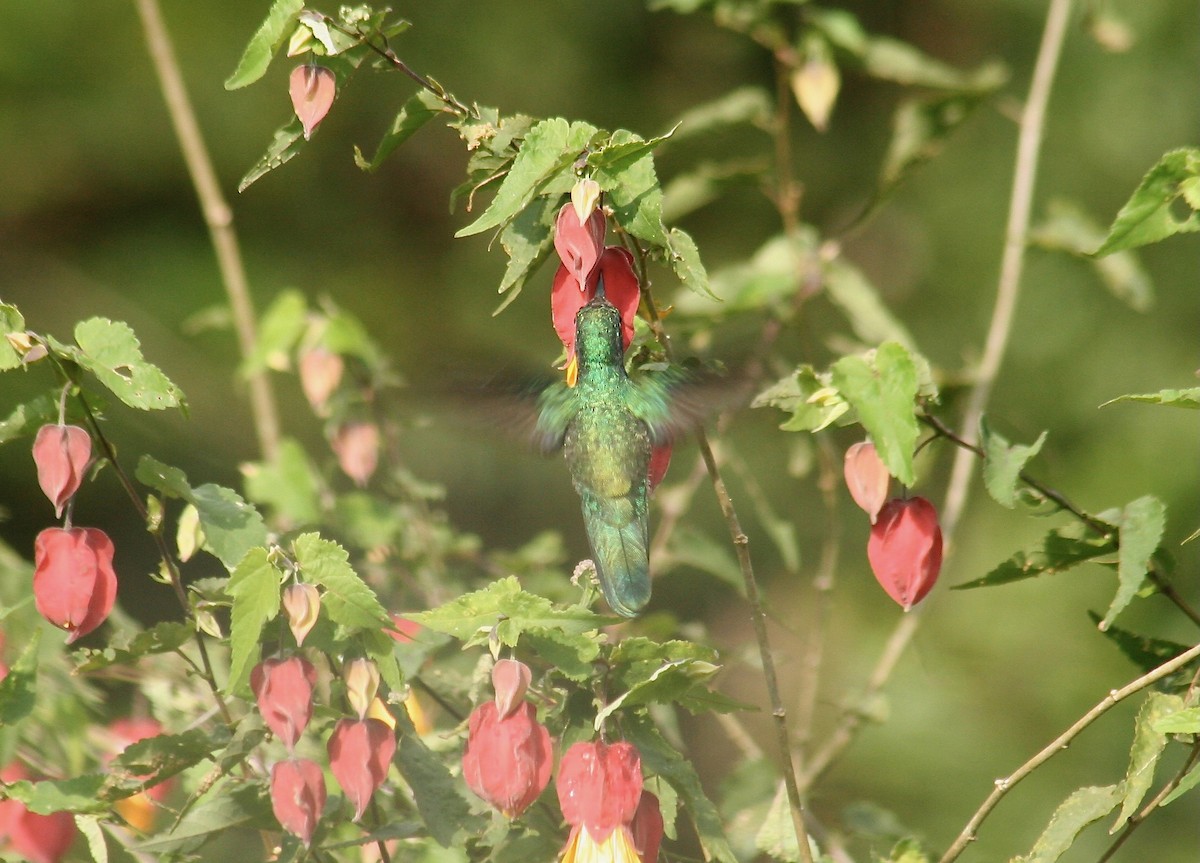 kolibřík bělohrdlý - ML560908281
