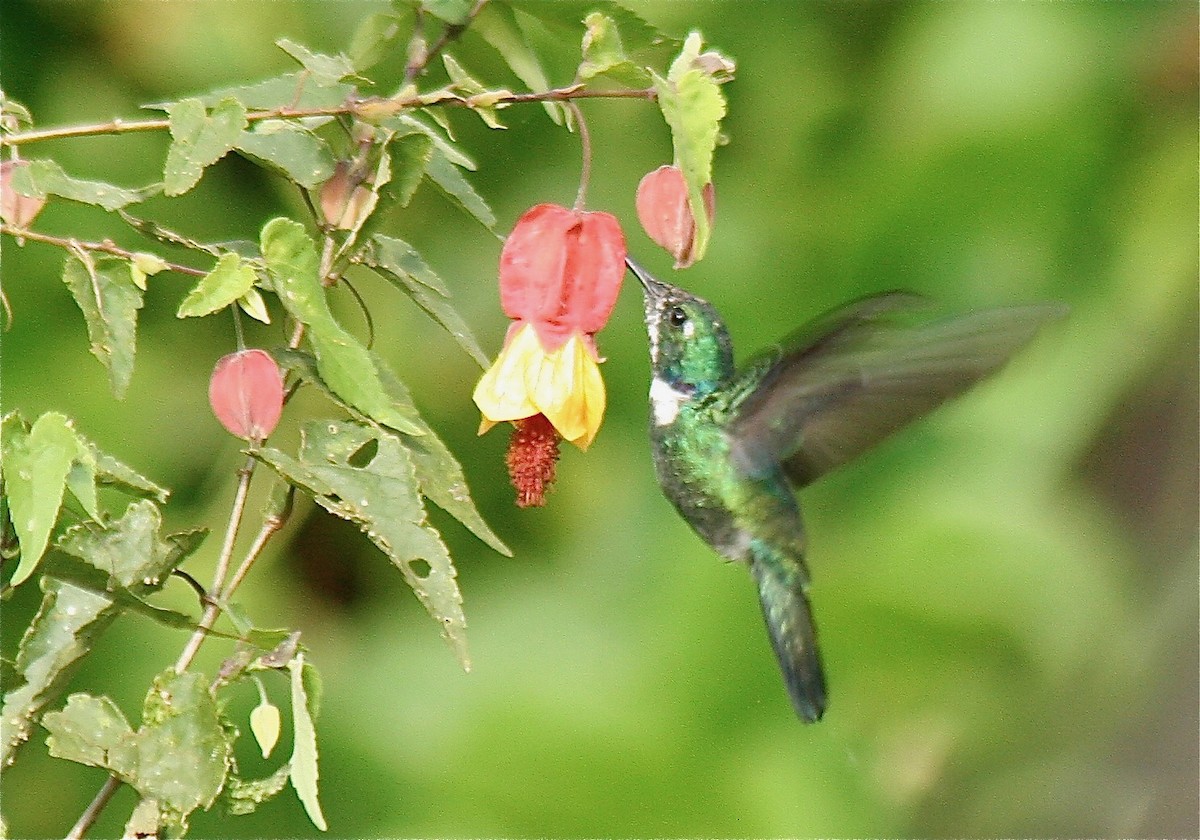 kolibřík bělohrdlý - ML560908321