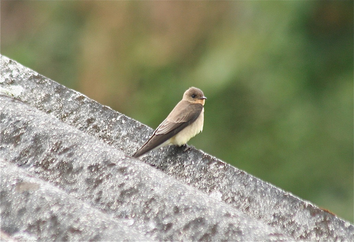Southern Rough-winged Swallow - ML560909701