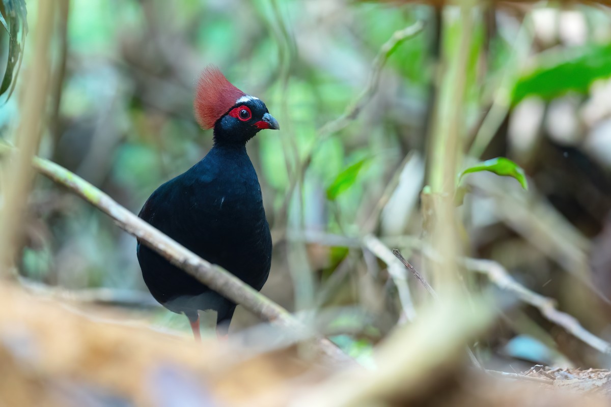 Crested Partridge - ML560909731