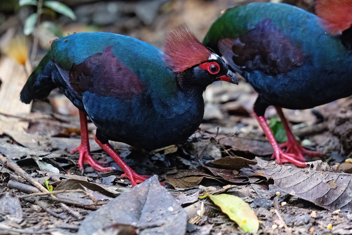 Crested Partridge - ML560909741