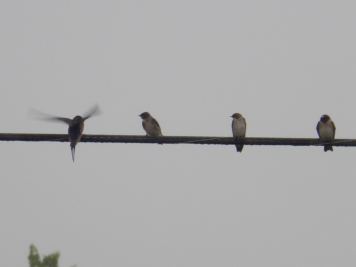 Northern Rough-winged Swallow - ML56091401
