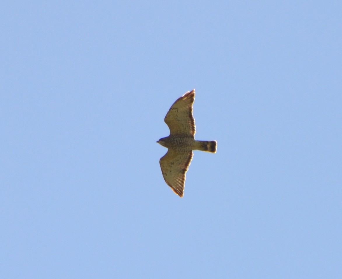 Broad-winged Hawk - ML560914511