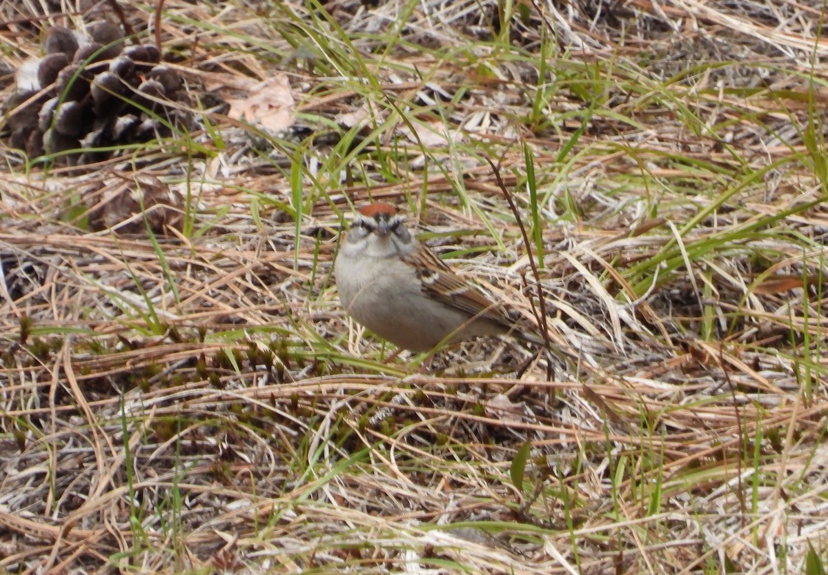 Chipping Sparrow - ML560920971