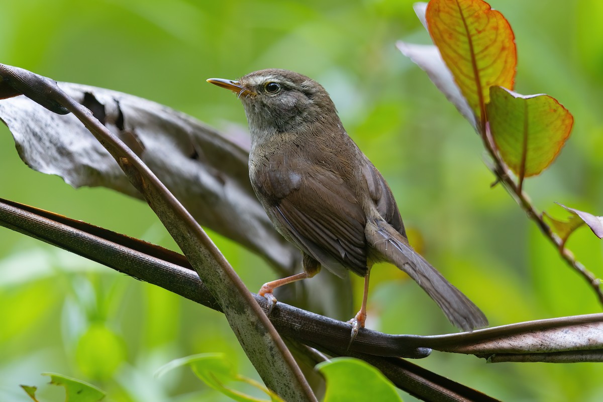 Aberrant Bush Warbler (Sunda) - ML560922681