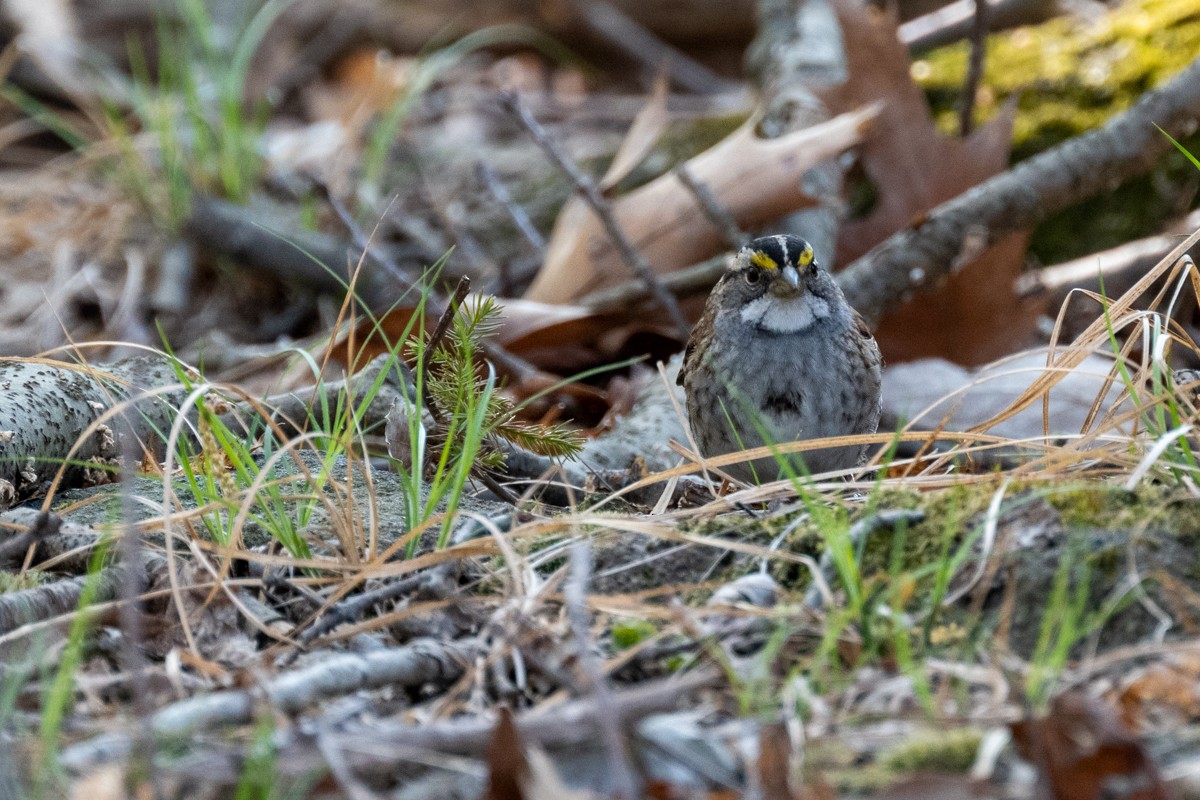 White-throated Sparrow - ML560924921