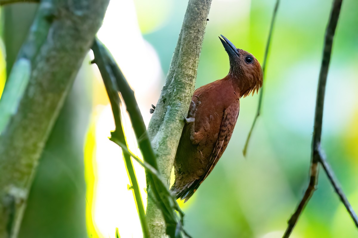 Rufous Woodpecker - ML560927011