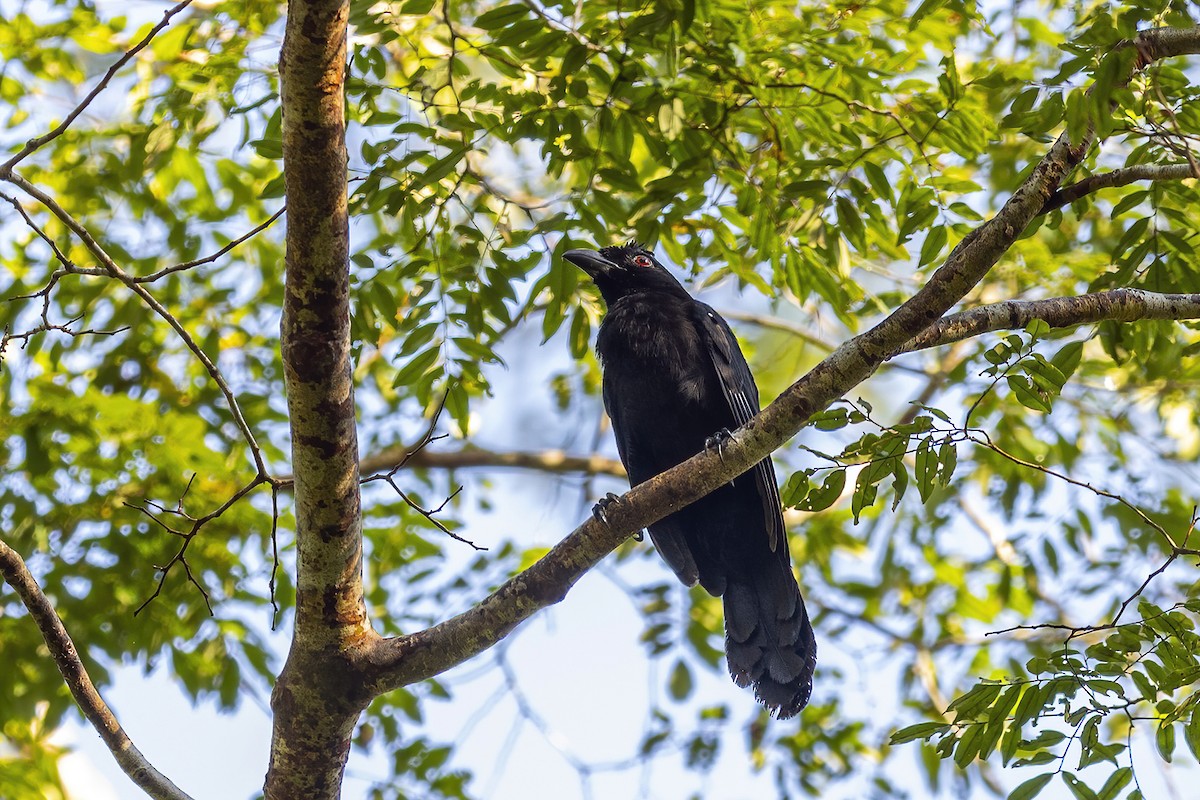 Black Magpie (Bornean) - ML560927131