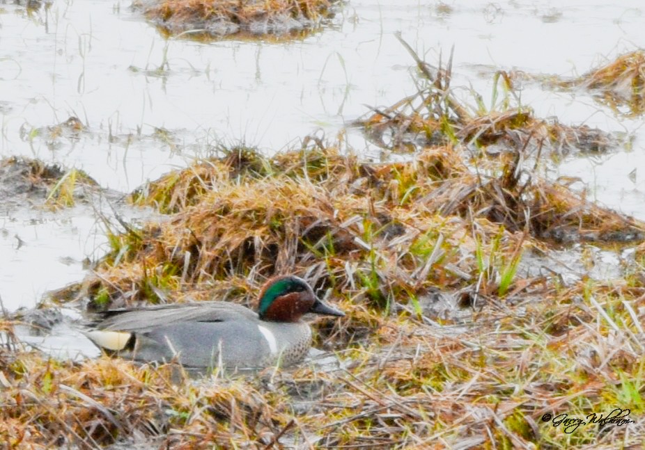 Green-winged Teal - ML560928161