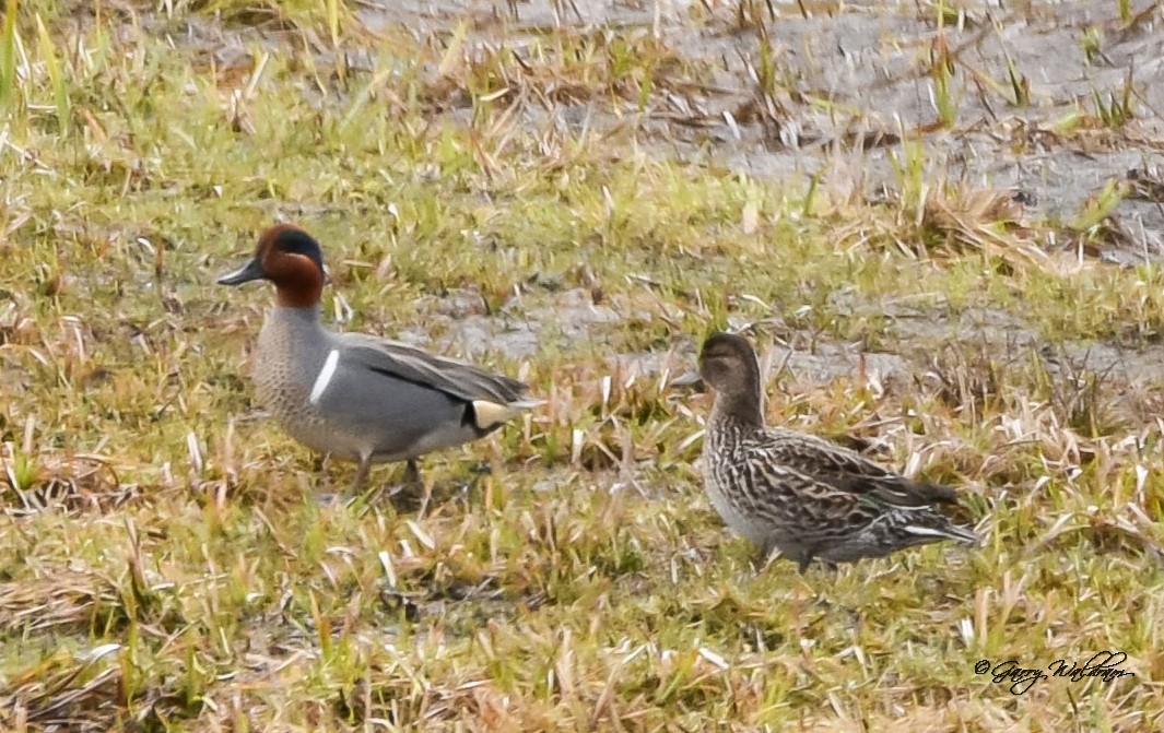 Green-winged Teal - ML560928171