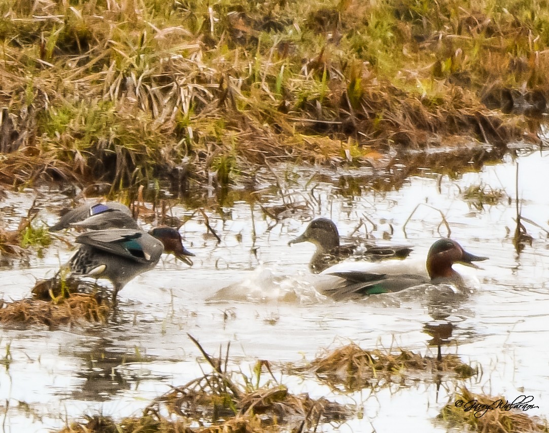 Green-winged Teal - ML560928181