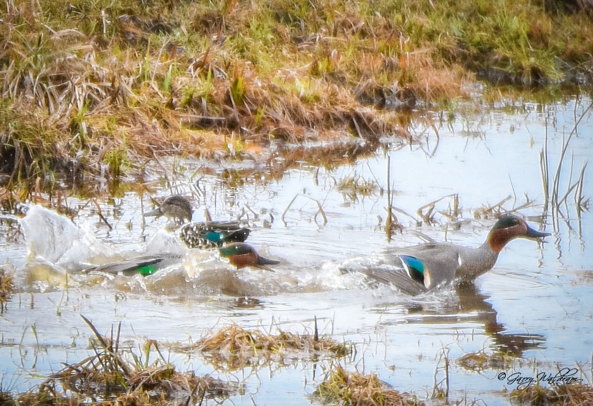 Green-winged Teal - ML560928191