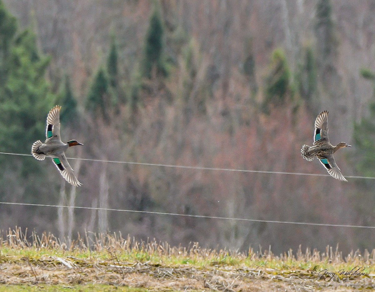 Green-winged Teal - ML560928201