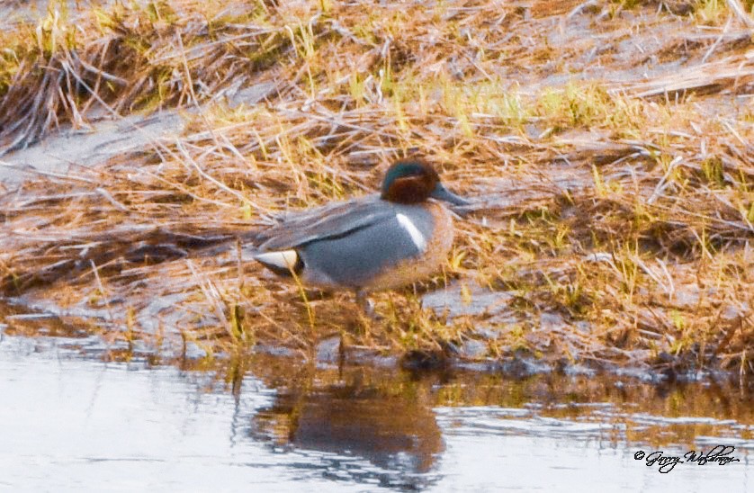 Green-winged Teal - ML560928801