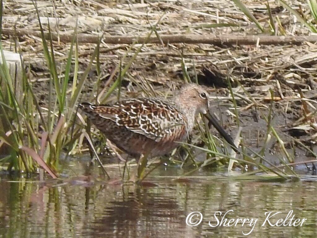 Long-billed Dowitcher - ML56092941