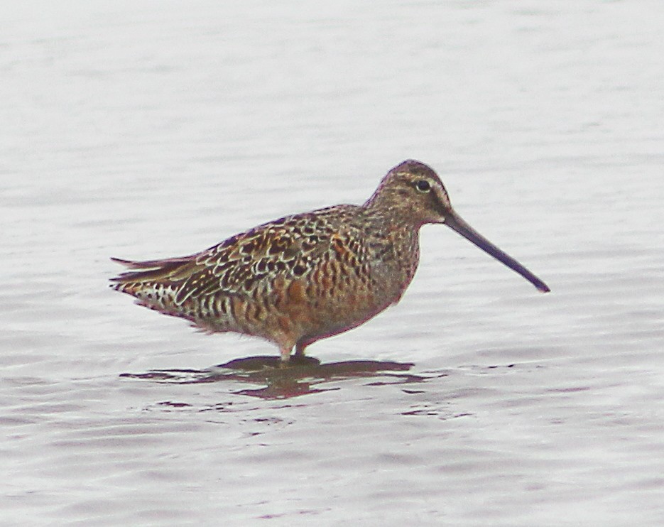 Long-billed Dowitcher - Dave Z.