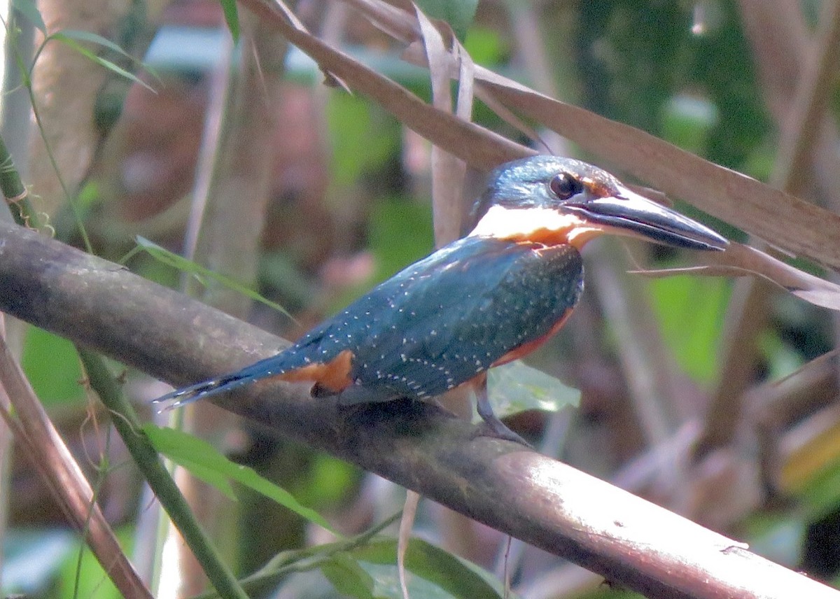 Green-and-rufous Kingfisher - ML560940401